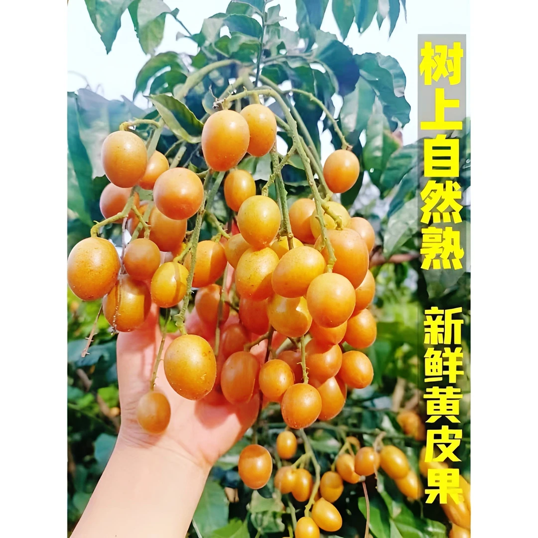 速发黄皮果现摘鸡心黄皮果当季酸甜孕妇水果黄弹子冷链运输包邮