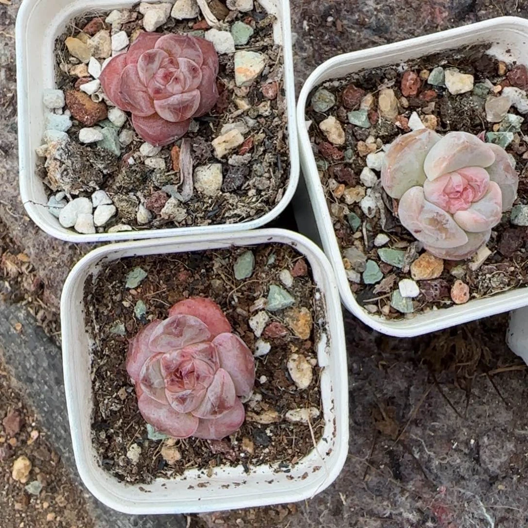 小卡拉米糖心一物一拍