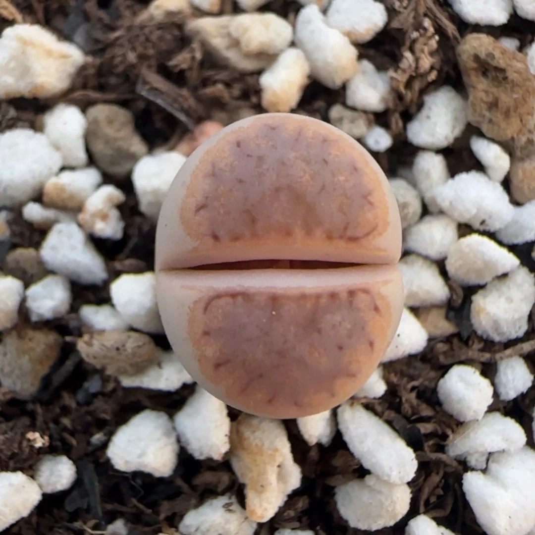 17粗金边粉霜饼干218