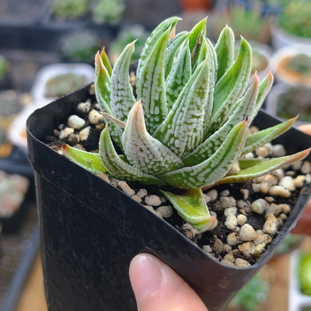 皇帝硬叶多肉多肉多肉