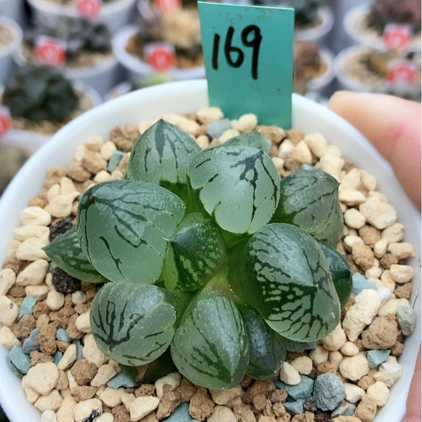 【闪购商品】169杨贵妃