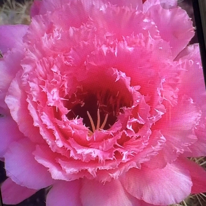 妃子笑侧芽5公分左右毛花柱（20包邮）