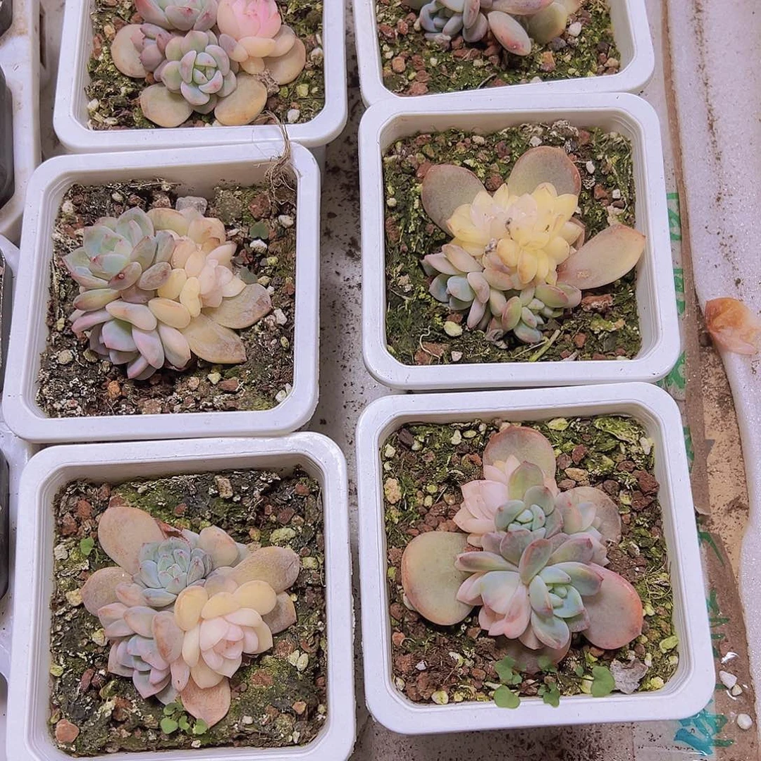 梦露锦19包邮多肉