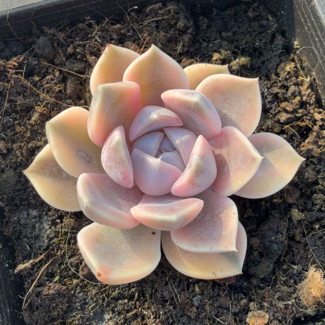 无替品周末快乐！