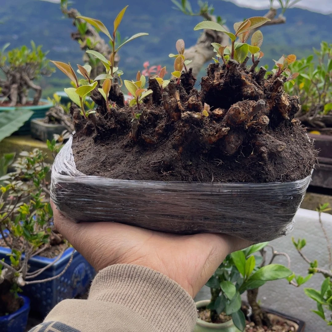当前无花朵，栽培后可花朵