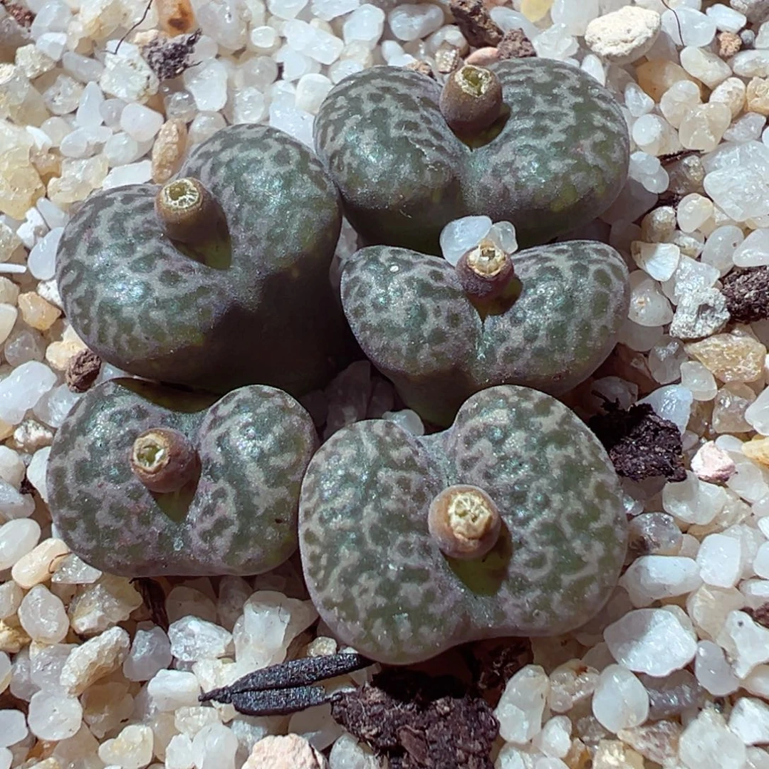 104-518多肉多肉绿勋章