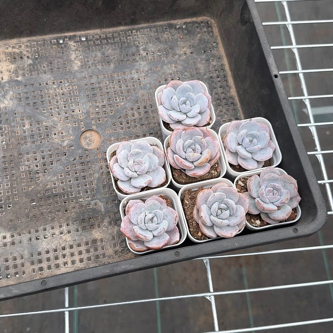 Cs一物一拍专拍链接