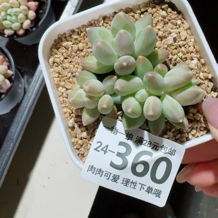 松果美人无盆土发货无盆土发货