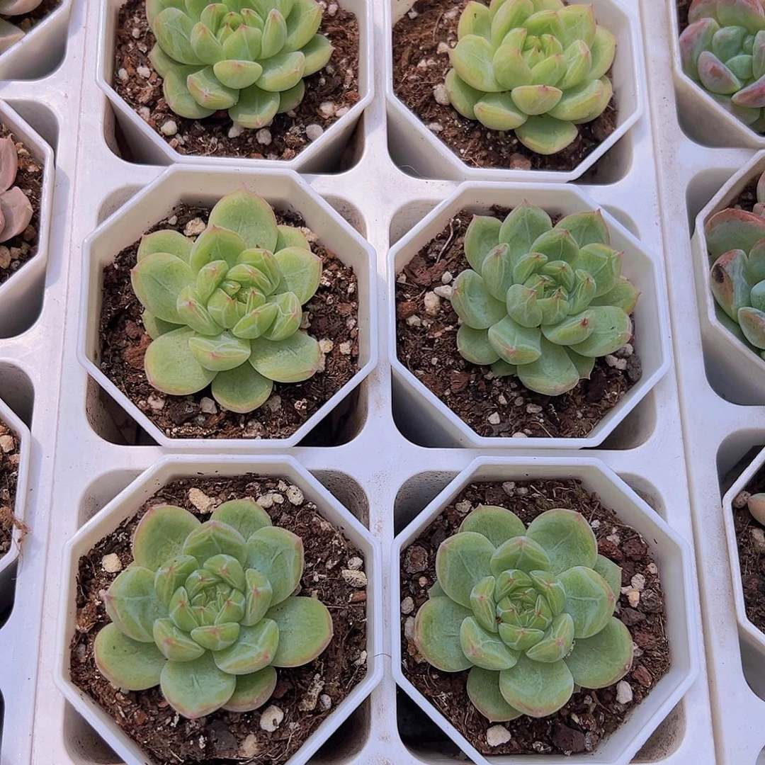 雪花珍妮9.9包邮多肉