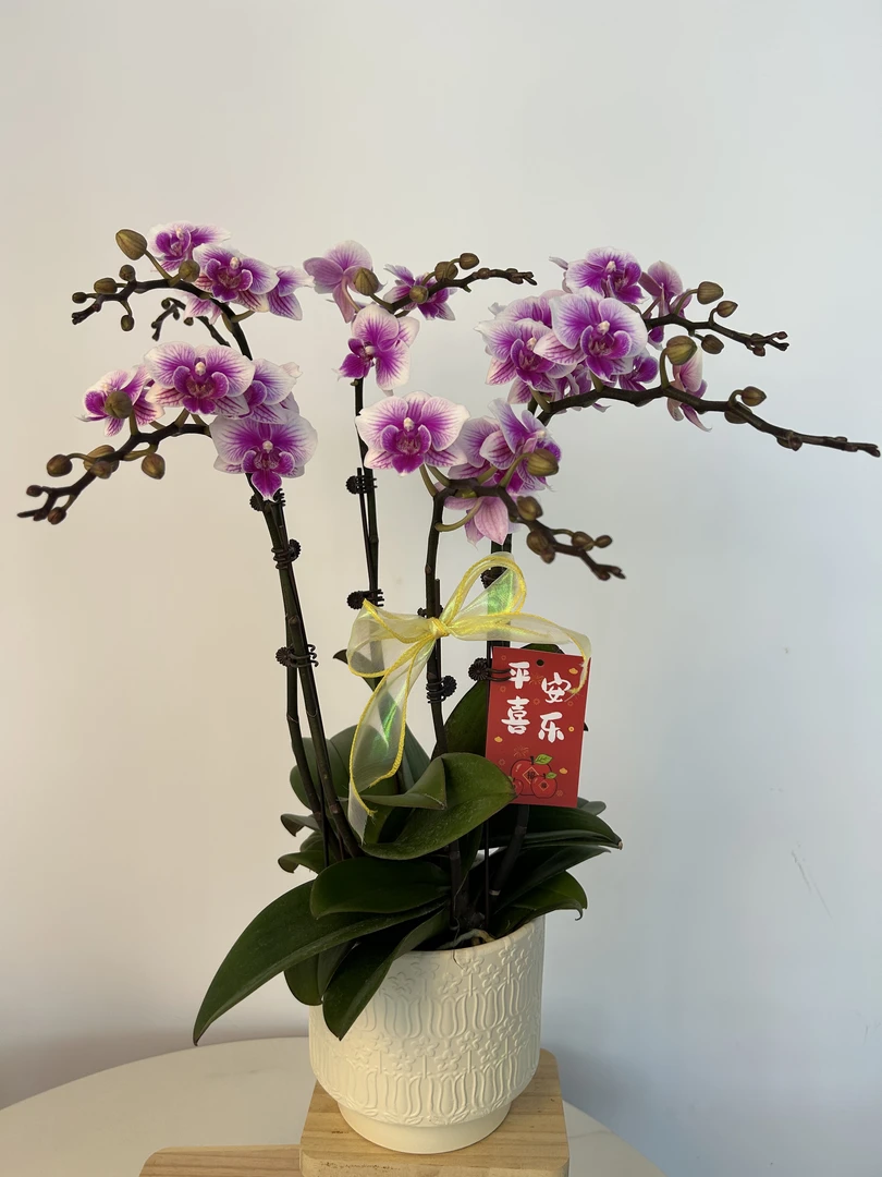 蝴蝶兰《可爱多》紫渐变色系花花六大支花剑带花苞（配盆）