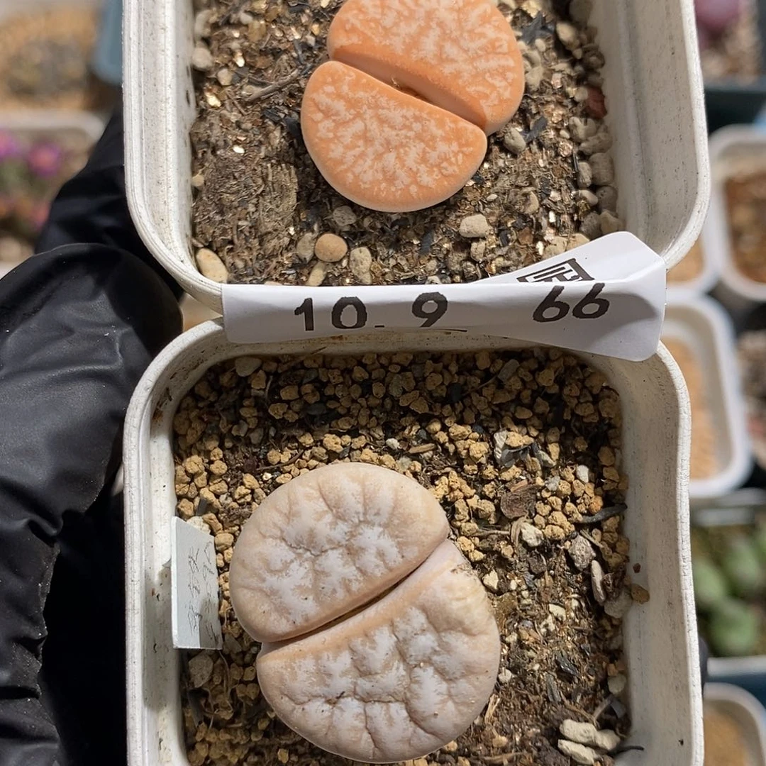 小**?1009-66-拿铁买一送一