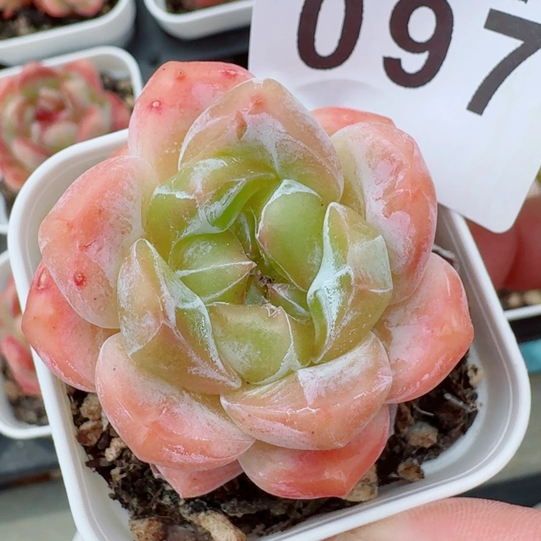 玉玺            精美多肉植物