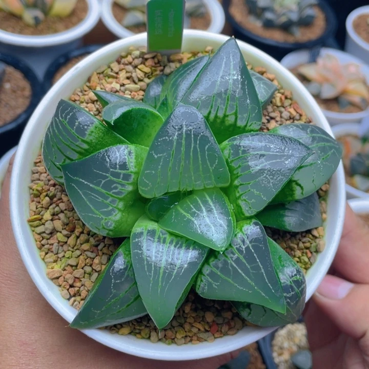 实生寿十二卷多肉植物