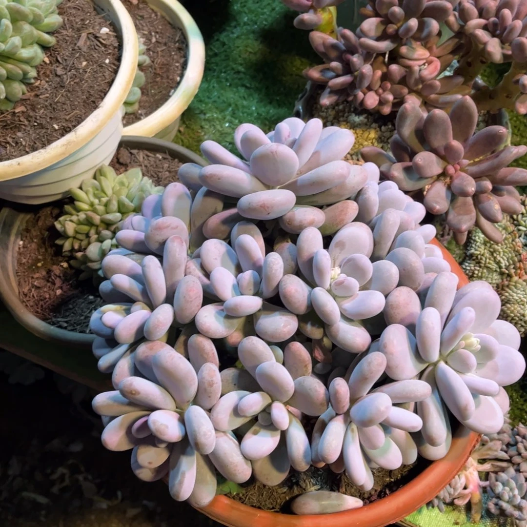 完全开放大叶奶无砍群生，官服25