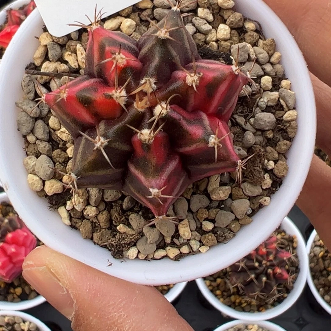 680 好看的米哈冲冲冲