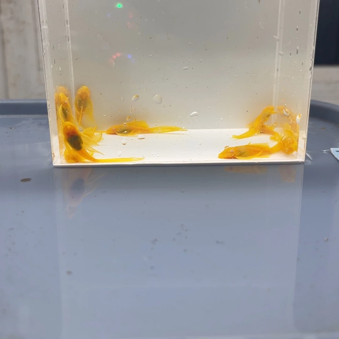 清道夫鱼24k大帆10条开箱视频报损