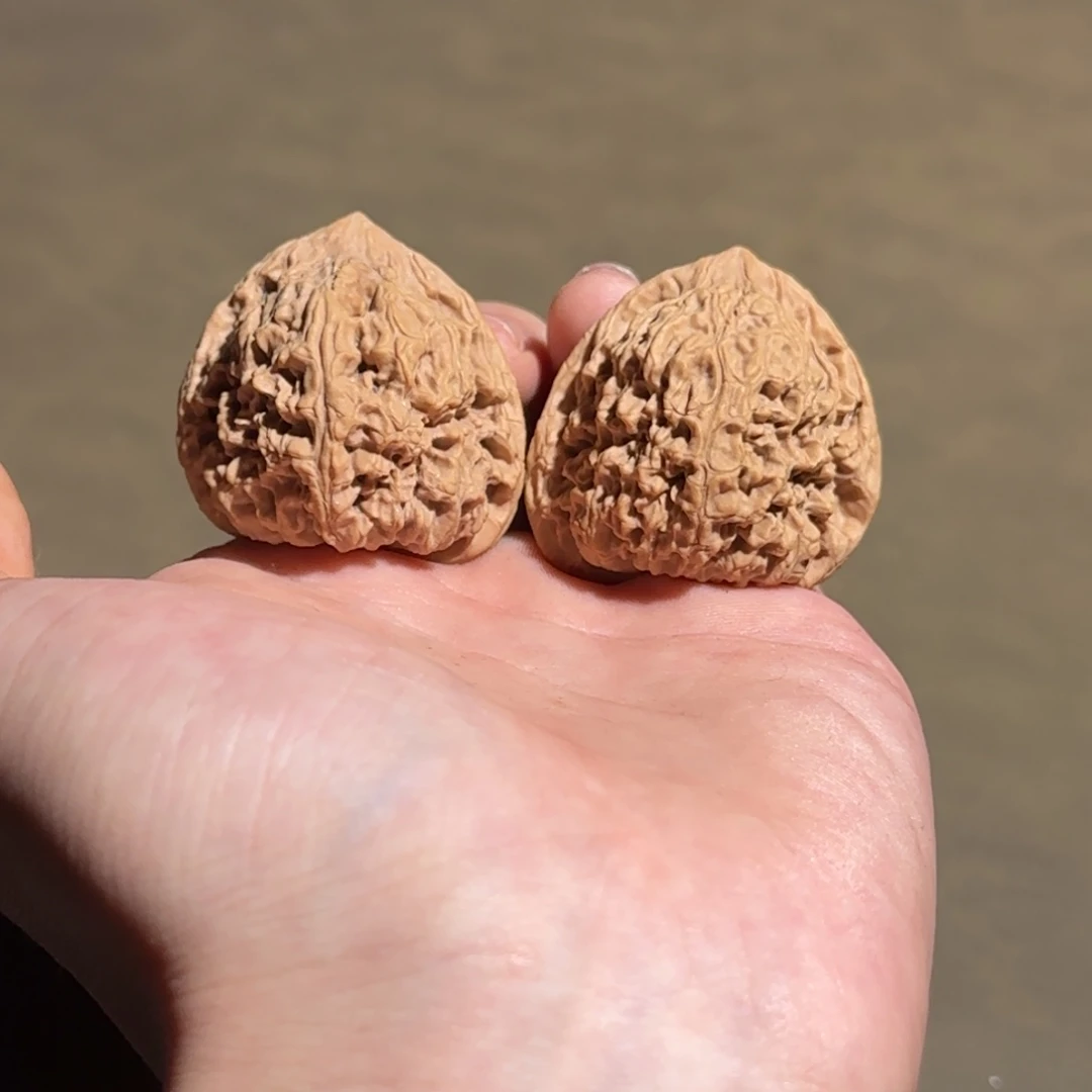 大叶紫檀（黑酸枝木类）