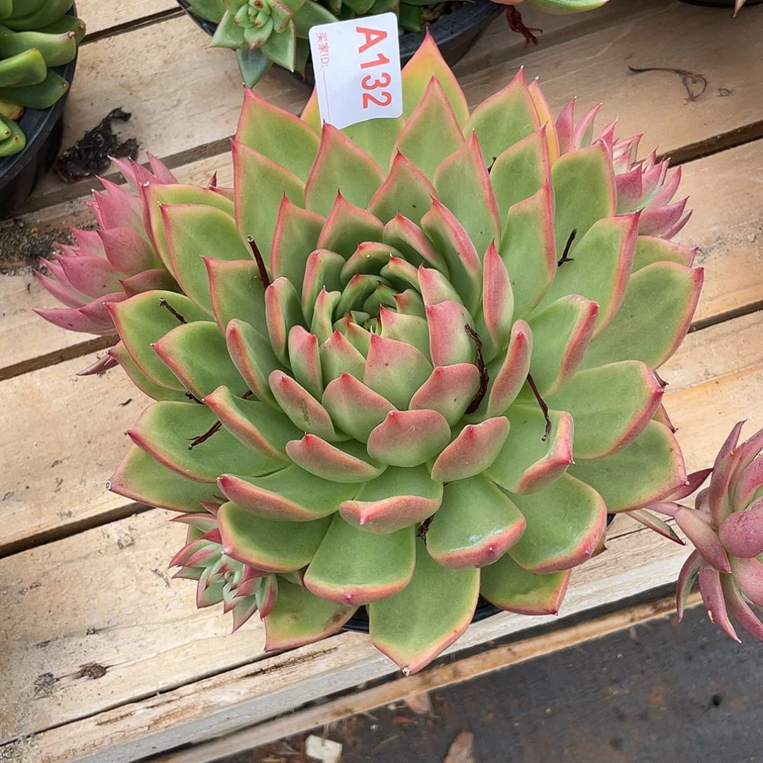 若如东云单拍A132