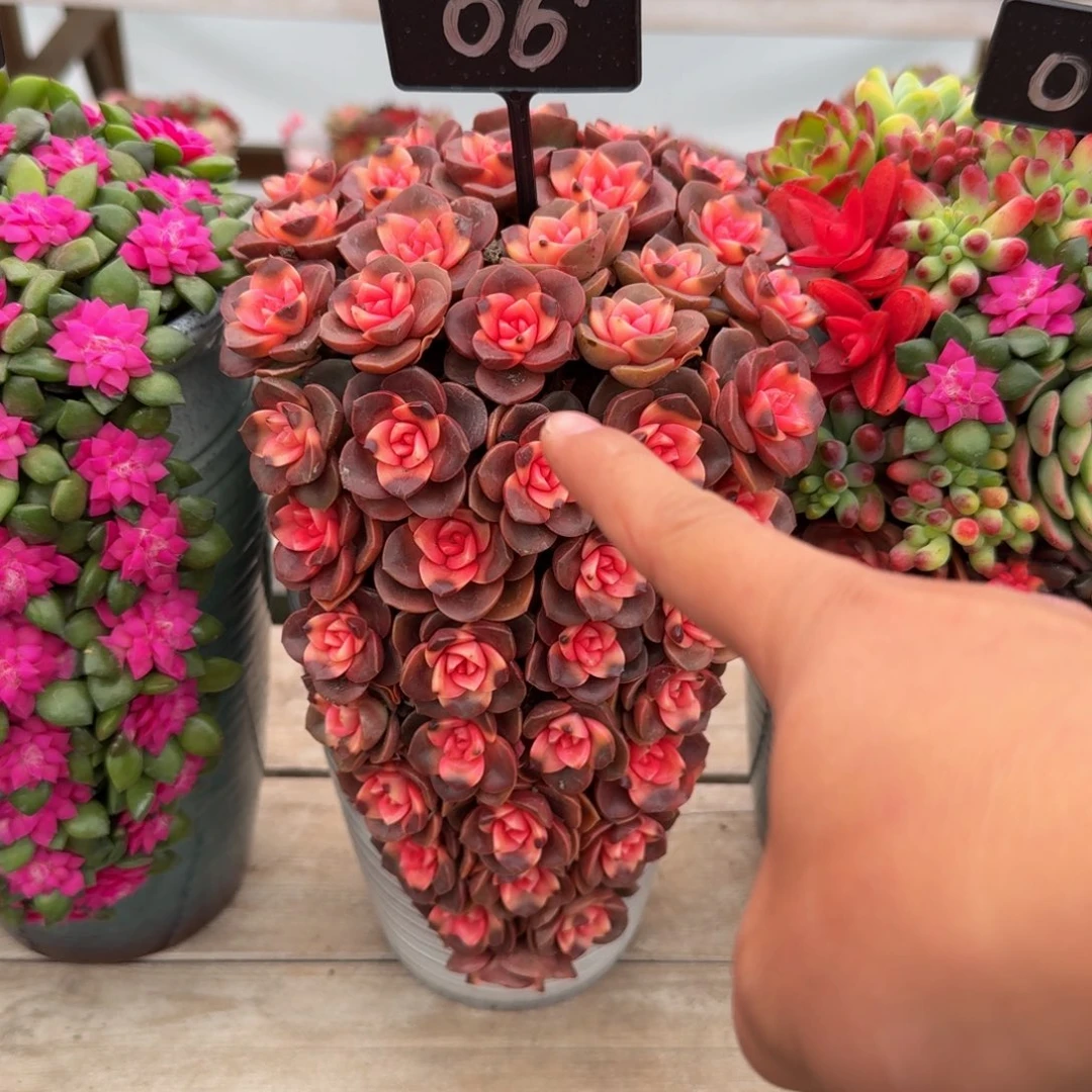 06巧克力玫瑰要绿色盆