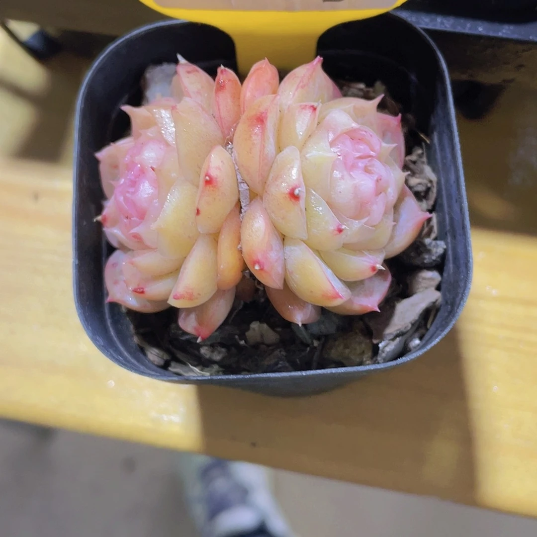 1295号 糖心珍妮孤品