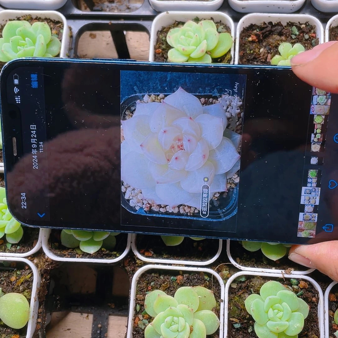 寒俳中盆一个满25包邮