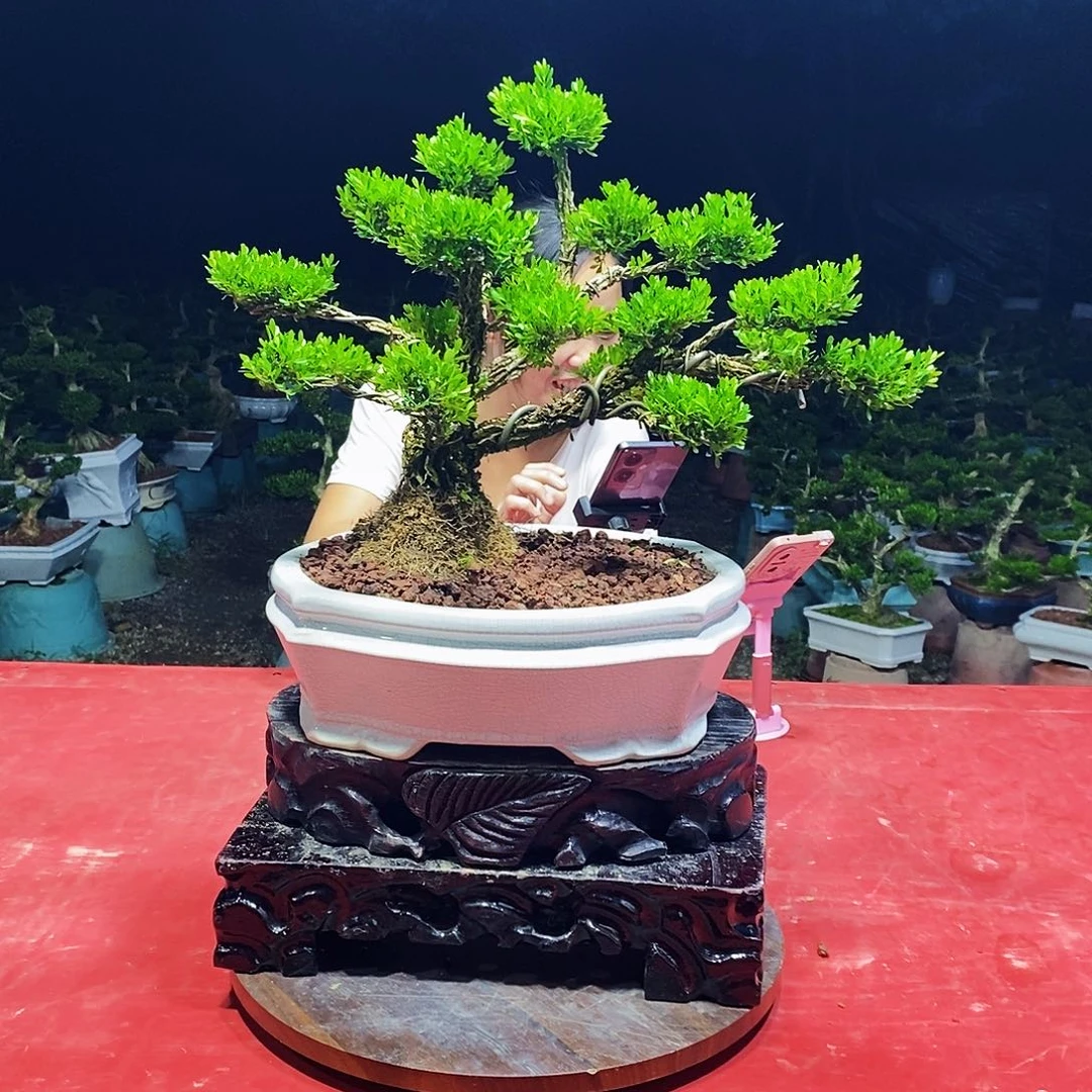 无花朵广东雀舌黄杨盆景