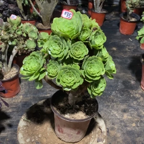 绿杨蓉捧花一物一拍