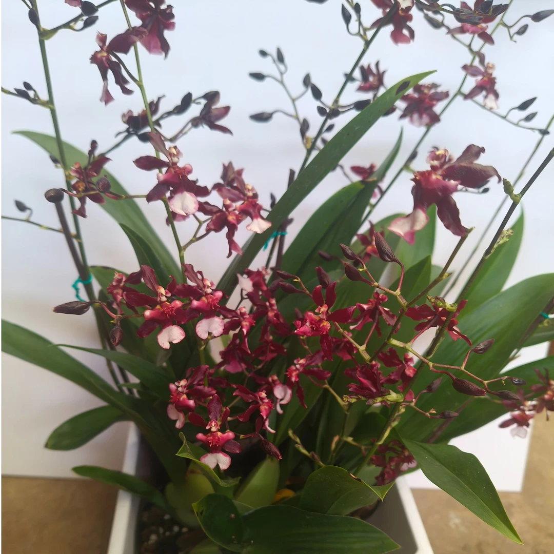 泰国香水文心兰花期长浓香型成熟植株好种养植物直发兰花草