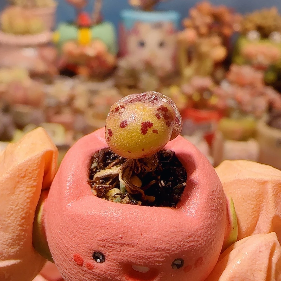 T mini黄金猫耳海豹盆口1.5cm