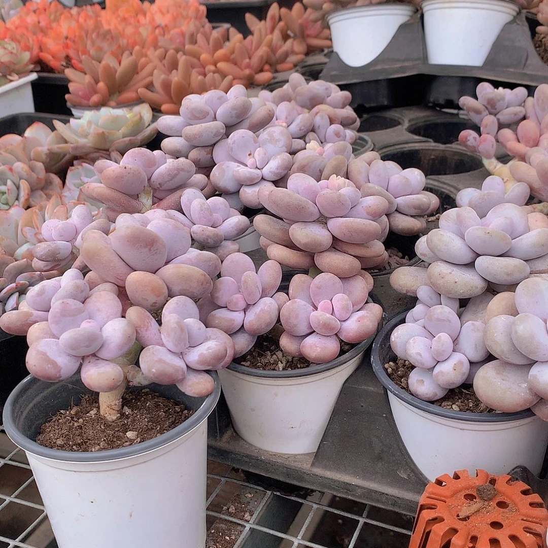 原始奶酪群888888888888