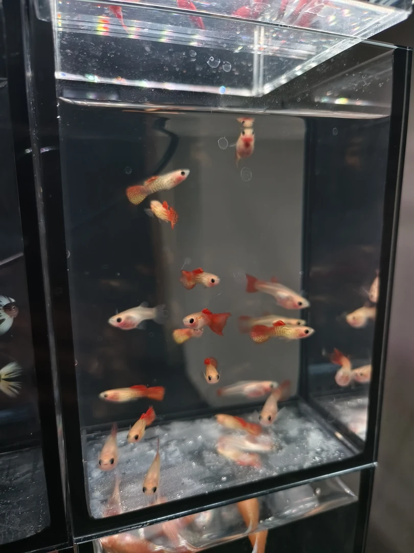 玻璃猫缎带孔雀鱼 热带观赏鱼