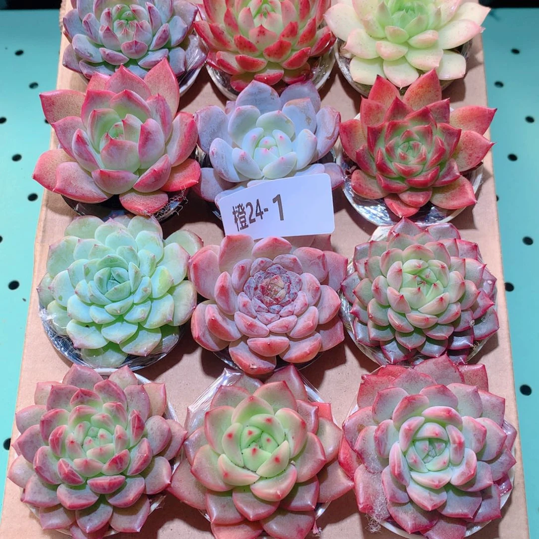 24-1一物一拍多肉带盆18颗