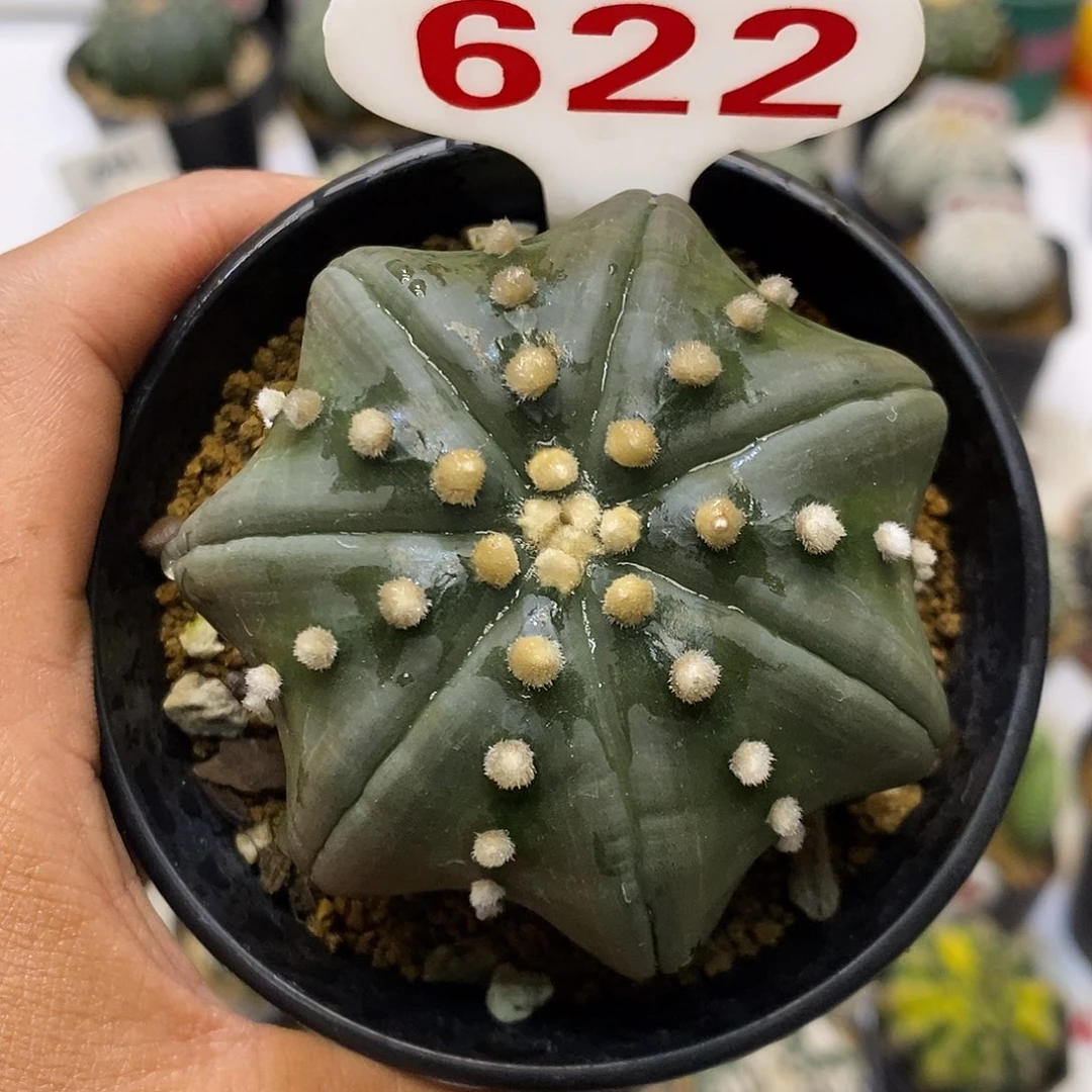 622特价来了福利哦