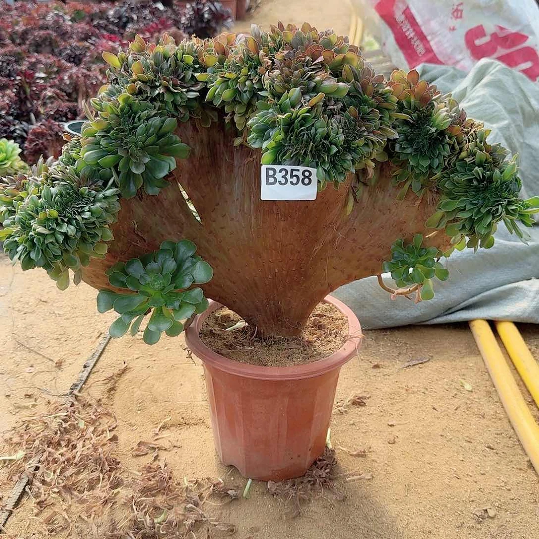 358玫瑰一颗呀呀