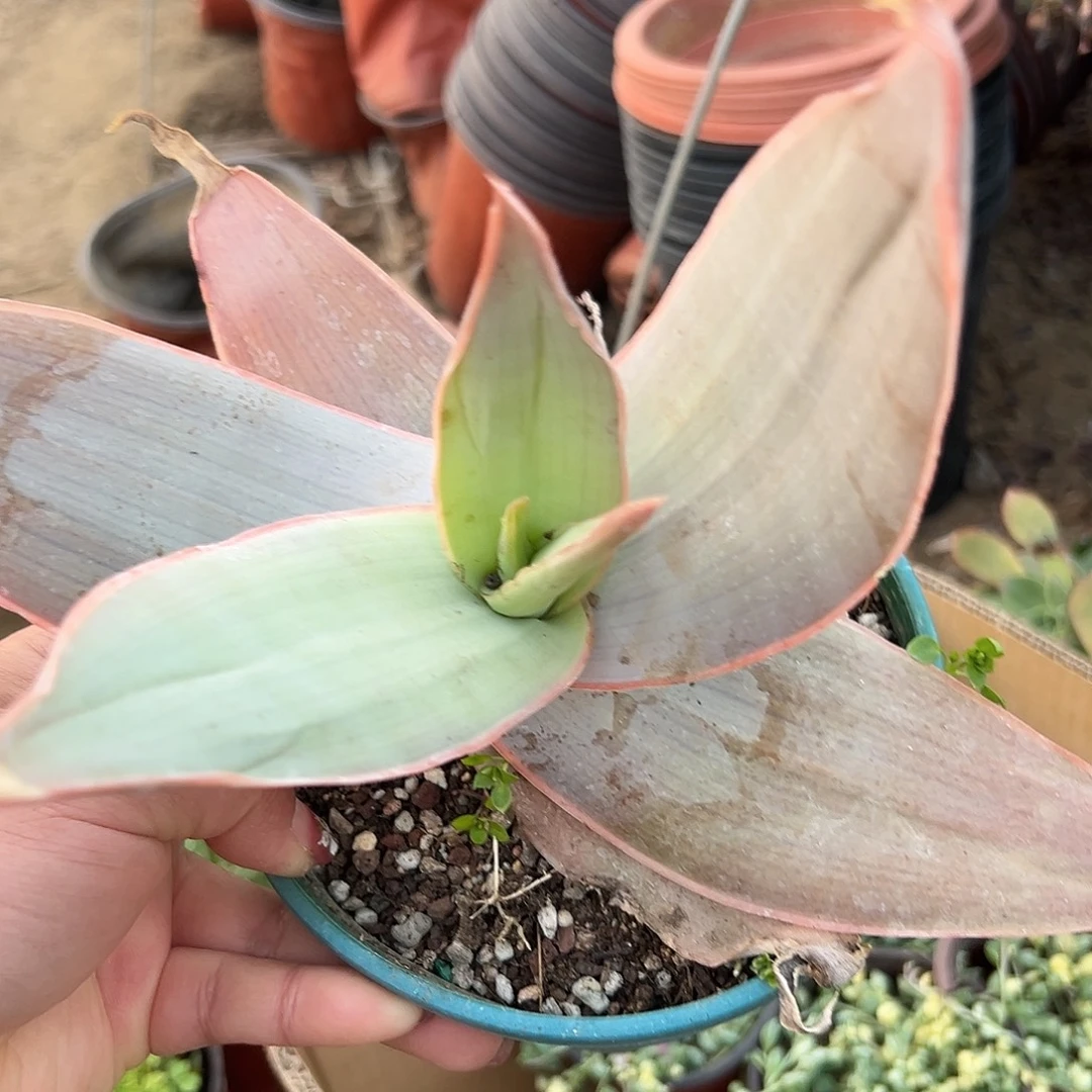 多肉植物银芳锦单头