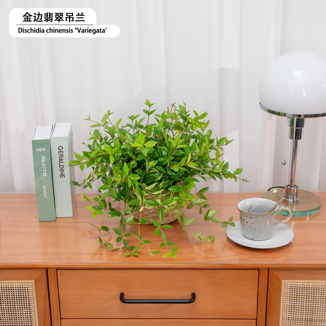 金边翡翠多肉吊兰垂吊爬藤室内绿植盆栽阳台室内办公好养美观自然