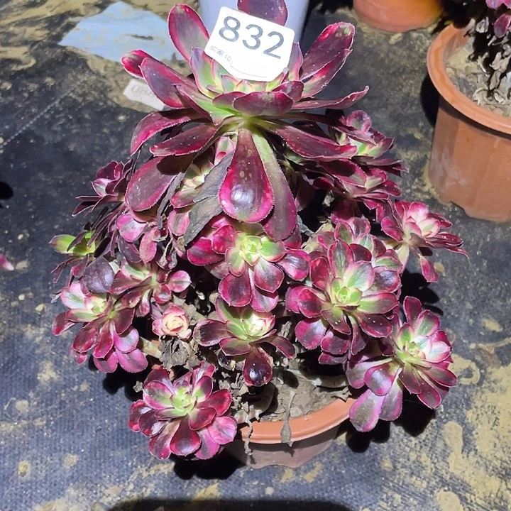 多肉植物法师832箱奶儿