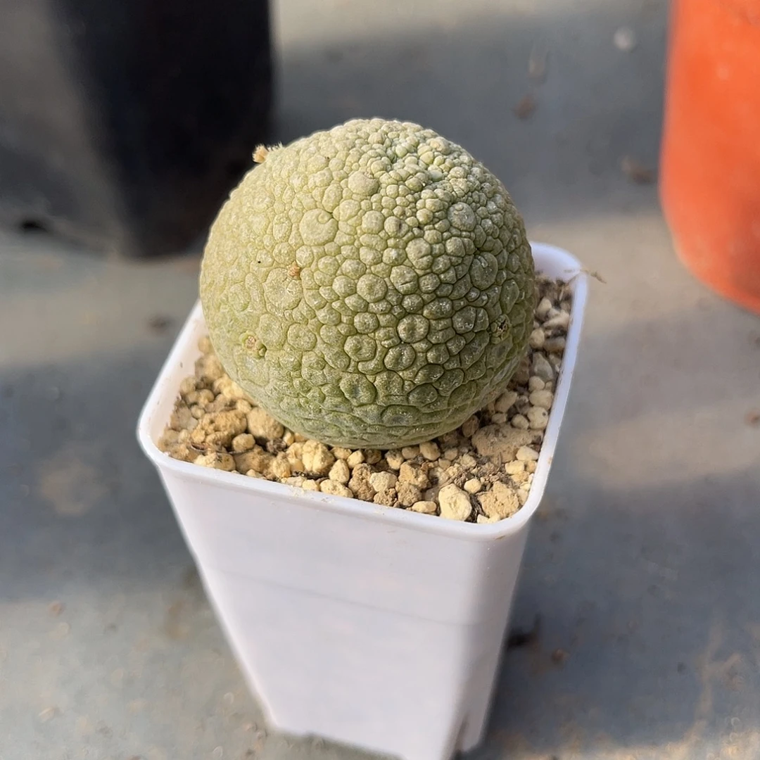 实生佛头凝蹄玉一物一拍