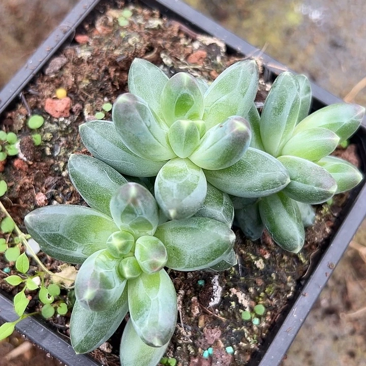 暗纹美人一物一拍美人