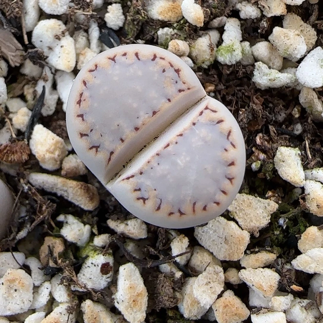 11.23.1621.6糖霜饼干.9069尺寸1.3cm