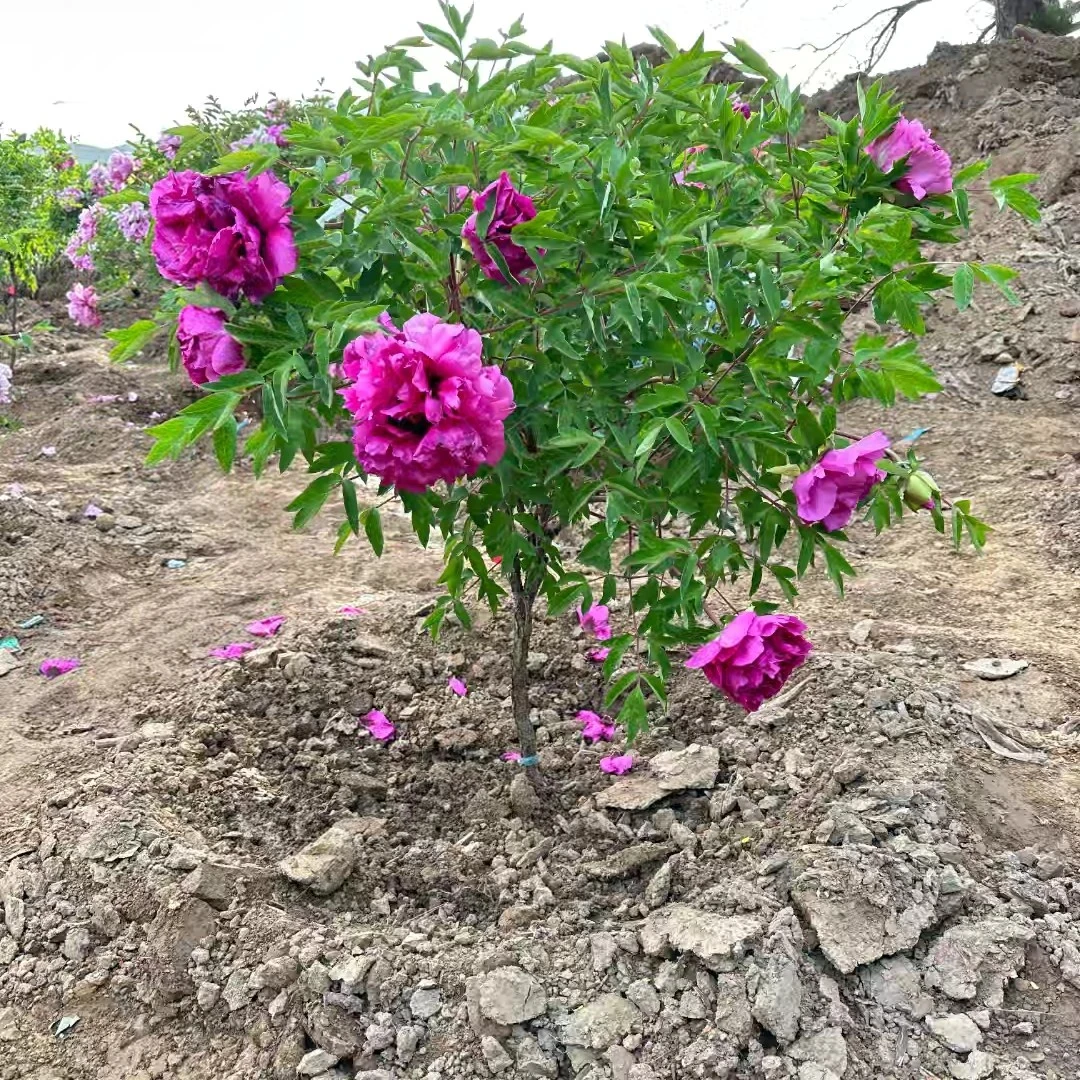 原生紫斑牡丹花树，耐寒耐旱。厂地直发，适合庭院，别野种植