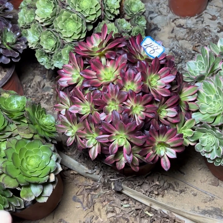 多肉植物安娜法师48