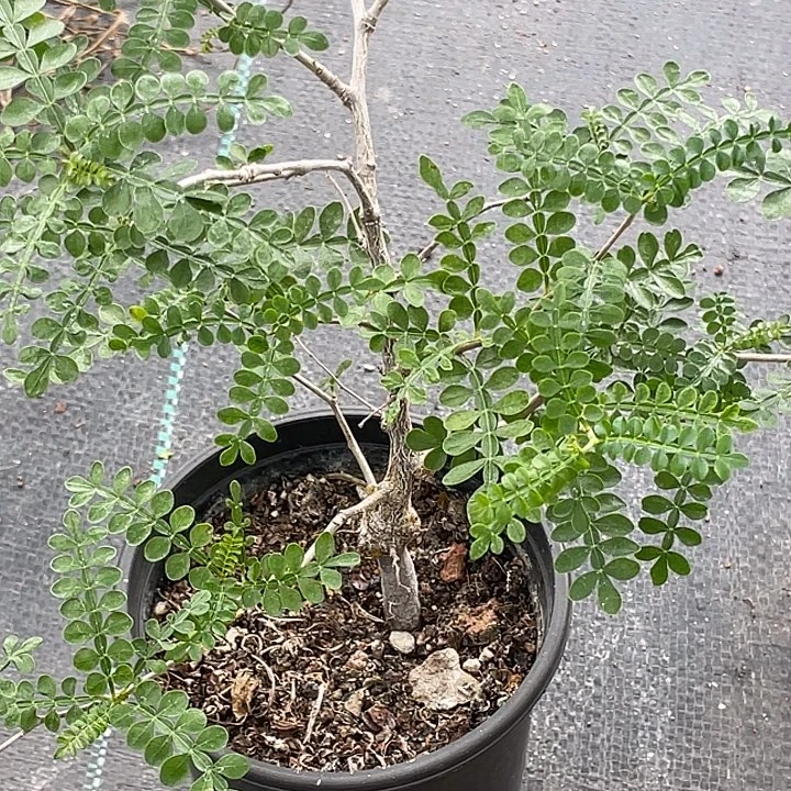象足漆树仙人球