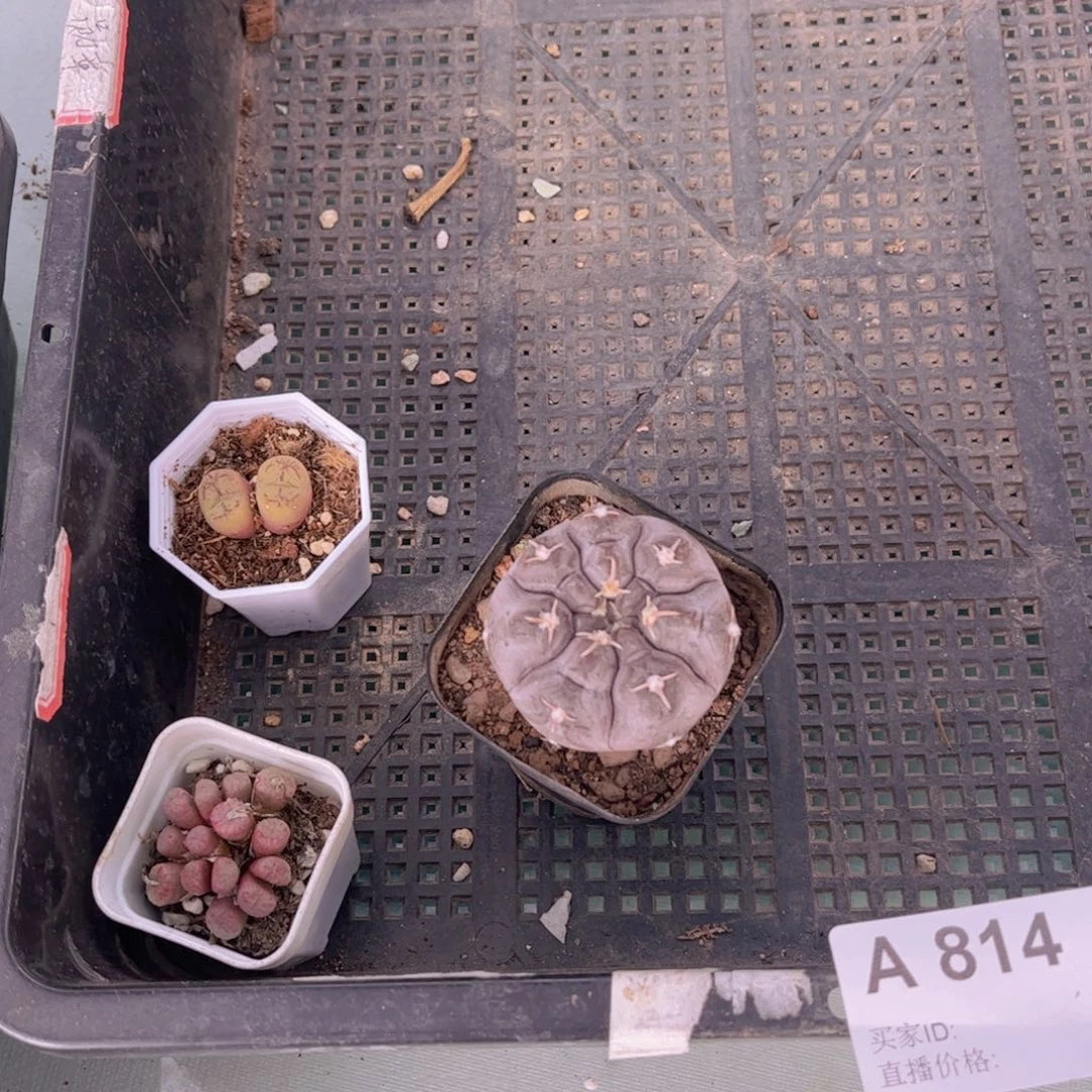 多肉814多肉植物，
