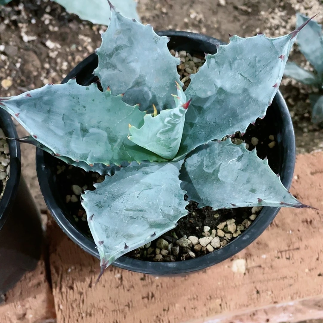 武藏坊小颗龙舌兰包邮