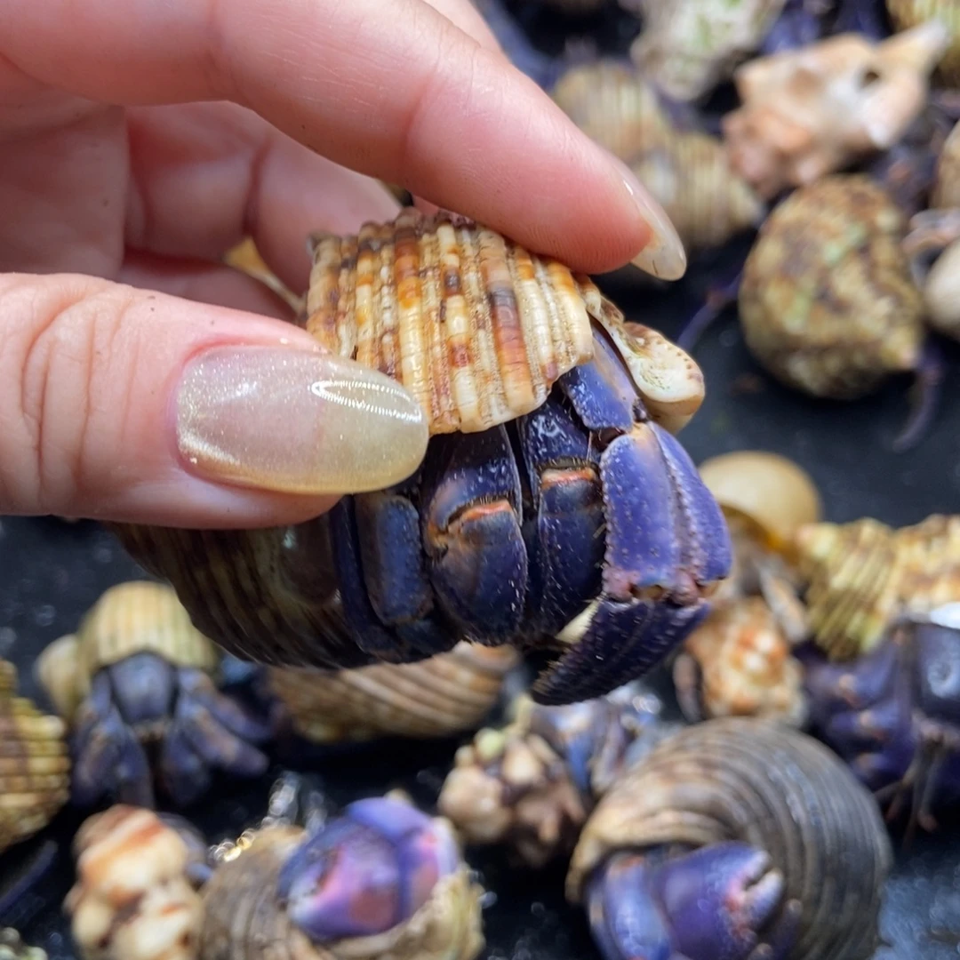 3.1口再生腿紫陆寄居蟹