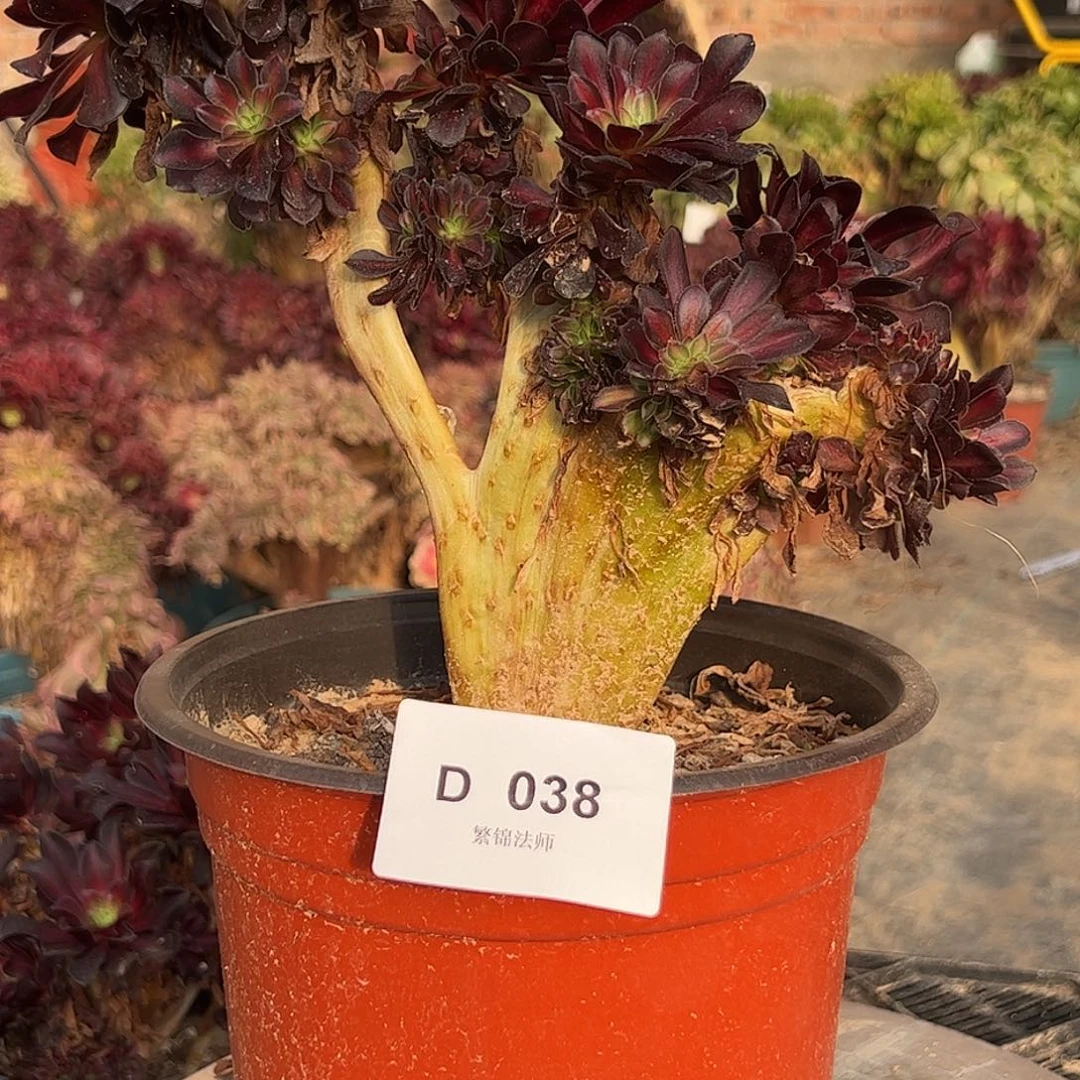 华纳缀D038所见即所得