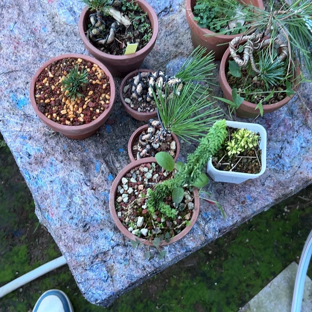 无花朵五葉松555555