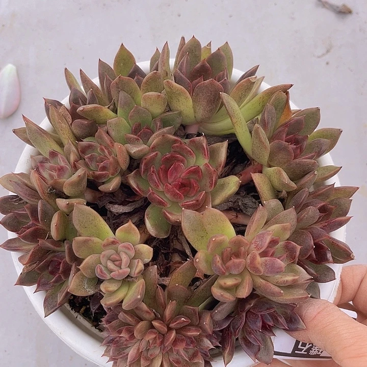黑曼巴缀25151多肉植物