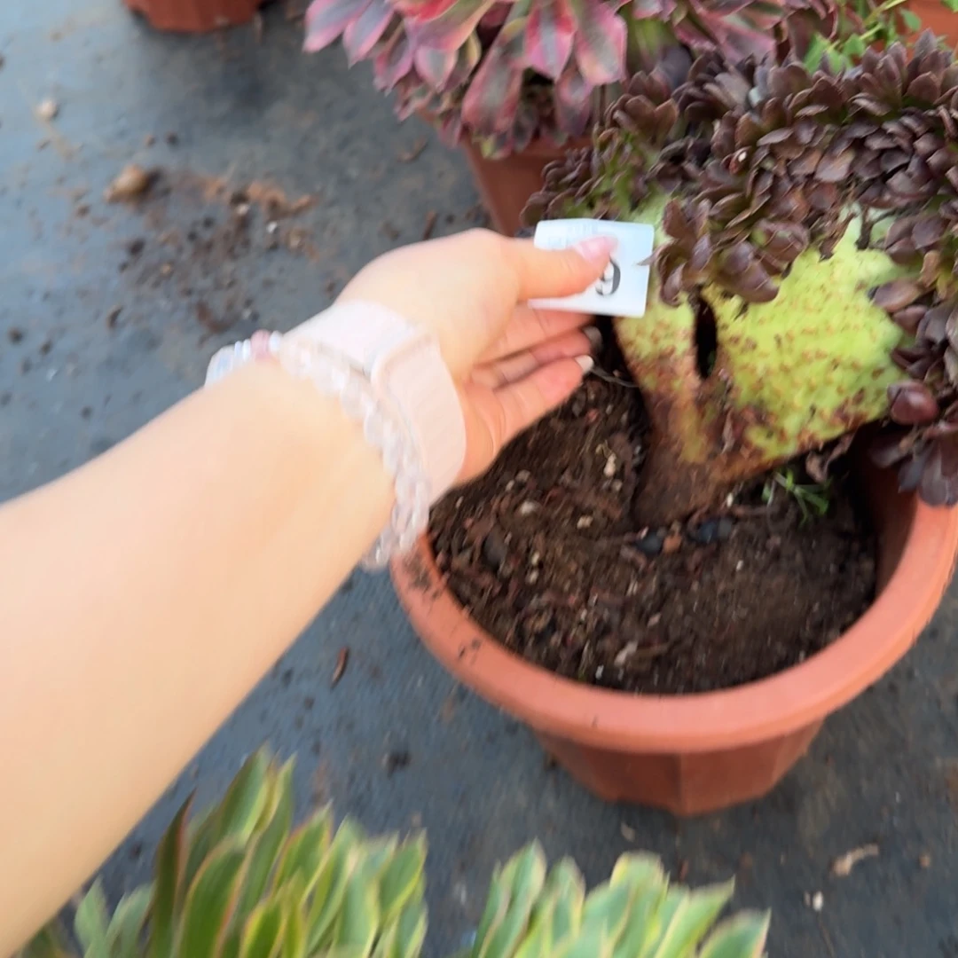 艾***姐681花花公子缀化多肉植物满28包邮